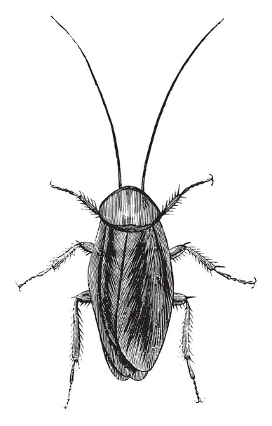 American cockroach, vintage engraved illustration. Industrial encyclopedia E.-O. Lami - 1875 - Vector, Image