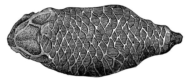 Первая рыба девонского периода, Cephalaspis lloydii и Pteraspis rostratus, винтажная гравированная иллюстрация
.  - Вектор,изображение