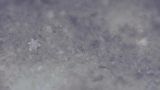 Makro pchnięciu icy śnieżynka - Materiał filmowy, wideo