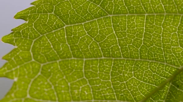 Macro shot of the underside of a sprig leaf, backlit by sunlight - Footage, Video