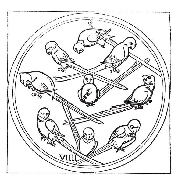Devět z papouška nebo ptáka, vintage gravírovanou. Magasin Pittoresque 1836 - Vektor, obrázek