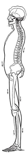 Диаграмма показывает некоторые из мышц, которые держат тело прямо, винтажные гравированные иллюстрации
 - Вектор,изображение