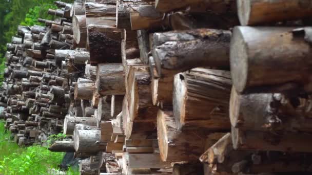 Pull-focus langs een stapel van logs in een houtstapel - Video