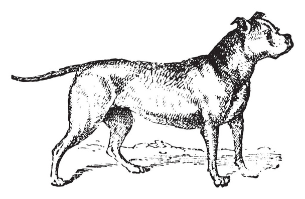 Bulldog, ilustración grabada vintage. Diccionario de palabras y cosas - Larive y Fleury - 1895
 - Vector, imagen