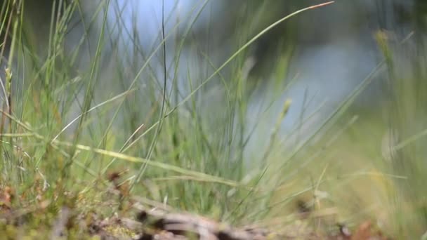 krátké trsy trávy plynulému pohybu a zaměření směn - Záběry, video