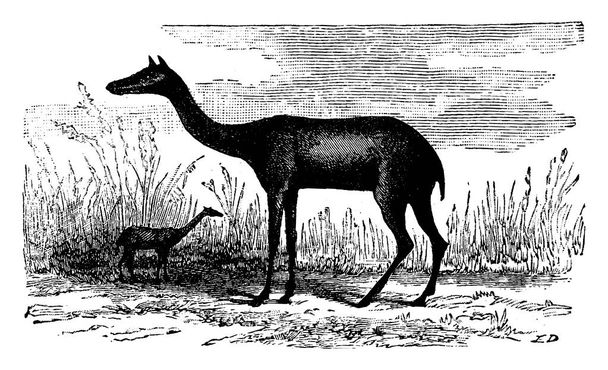 Xiphodon Fucile, Eocene Land of Paris, винтажная завидная иллюстрация. Земля перед человеком 1886
.  - Вектор,изображение