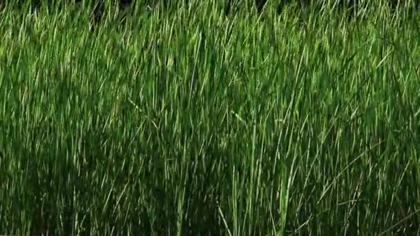 wysoki źdźbła trawy - Materiał filmowy, wideo