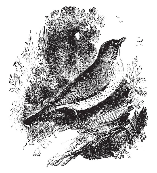 Дрозд Бикнелла, винтажная гравированная иллюстрация
 - Вектор,изображение