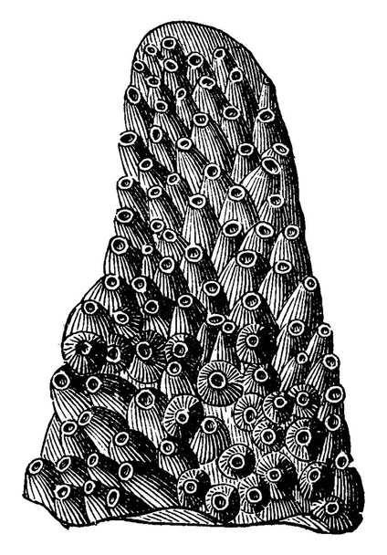 Lobocoenia obeliscus, παλιάς χρονολογίας, χαραγμένο εικονογράφηση. Γη πριν άνθρωπος 1886.  - Διάνυσμα, εικόνα
