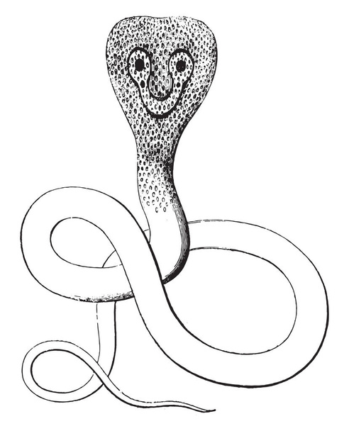 Snake with glasses, vintage engraved illustration. Magasin Pittoresque 1853 - Vector, Image