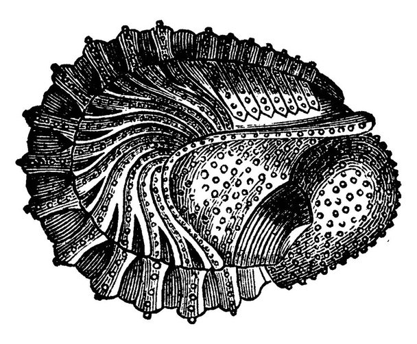 Schaaldieren van het Devoon, Phacops latifrons, Wraps, vintage gegraveerd illustratie. Aarde voor de mens 1886.  - Vector, afbeelding