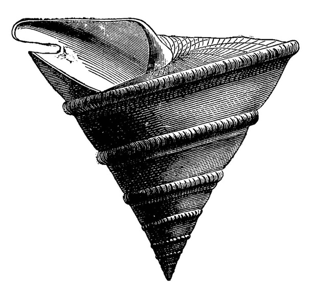 molluschi e gasteropodi senza testa del Giurassico, illustrazione incisa d'epoca. Terra prima dell'uomo 1886
.  - Vettoriali, immagini