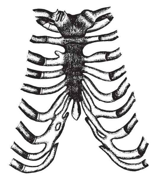 胸骨、肋軟骨、軟質パーツ、ビンテージの刻まれた図を後戻り後公開と鎖骨の関節 - ベクター画像