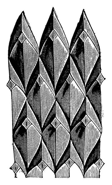 Lepidodendrons scales, vintage engraving. - Vector, Image