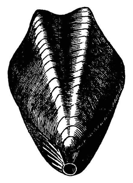 Terebratula praelonga, винтажная гравированная иллюстрация. Земля перед человеком 1886
.  - Вектор,изображение