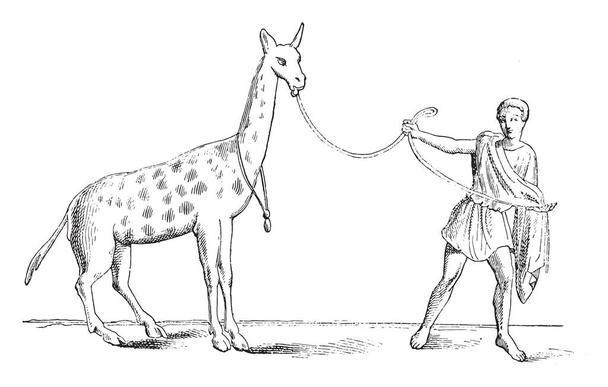 Giraffa domata, illustrazione incisa vintage. Magasin Pittoresque 1878
 - Vettoriali, immagini