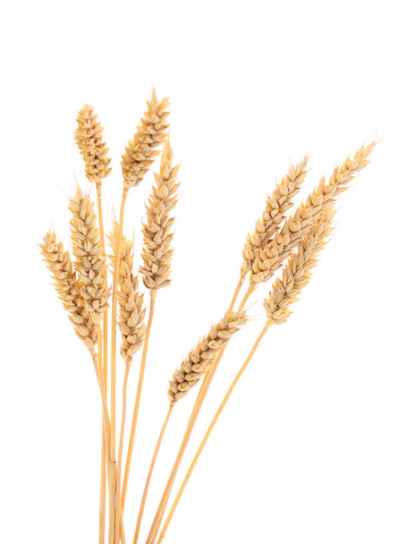 白い背景に単離された小麦の熟した耳. - 写真・画像
