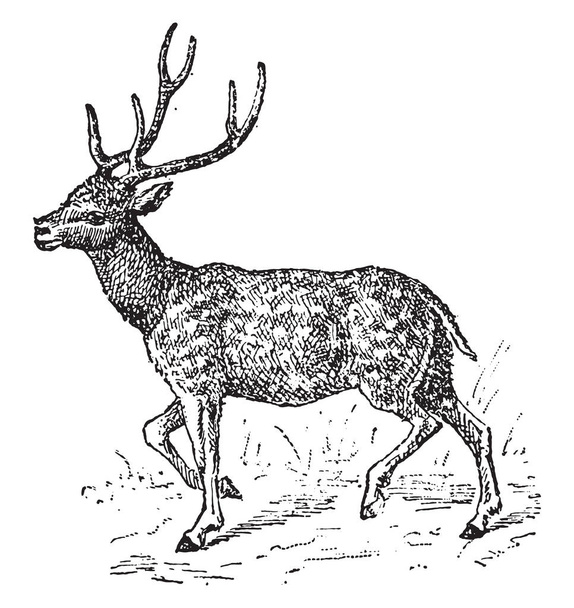 Axis deer, vintage engraving. - Vector, Image