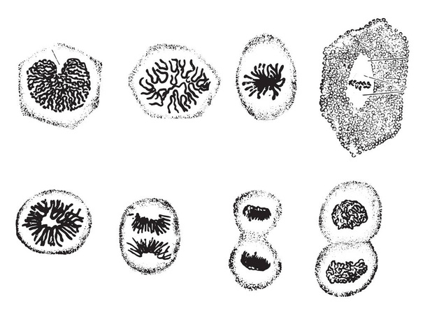 Karyokinetic dane obserwowane w nabłonku jamy ustnej salamandra plamista, vintage ilustracji grawerowane - Wektor, obraz