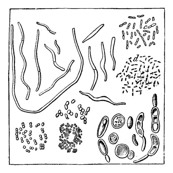 Atmosférické bakterie, zvětšeno 1000 x v průměru, a, b. vibrio, c, d. bakterie, f, g, h. Micrococcus různé, i. torule pestrý, vintage gravírovanou. Země před člověkem 1886.  - Vektor, obrázek