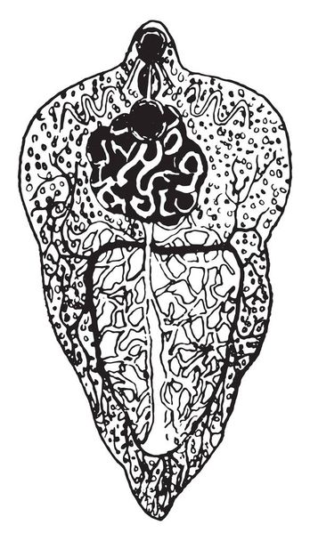 Distoma hepaticum, vintage engraved illustration - Vector, Image