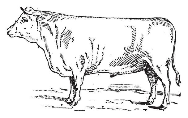 Durham Ox, vintage engraving. - Vector, Image