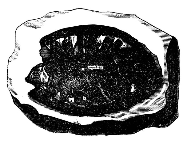 Liitukauden fossiiliset kilpikonnat, vuosikerta kaiverrettu kuva. Maa ennen ihmistä 1886
.  - Vektori, kuva