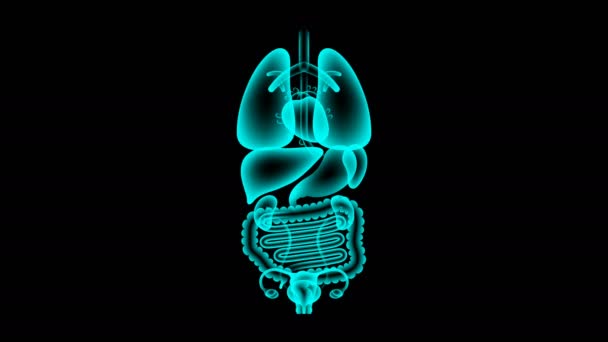 Menselijke vrouwelijke organen X-ray set, dikke darm infectie concept idee rode kleur illustratie geïsoleerd gloed in de donkere achtergrond, naadloze looping animatie 4k met kopie ruimte - Video