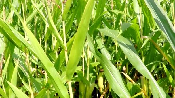 початок кукурузы на поле в Германии - Кадры, видео