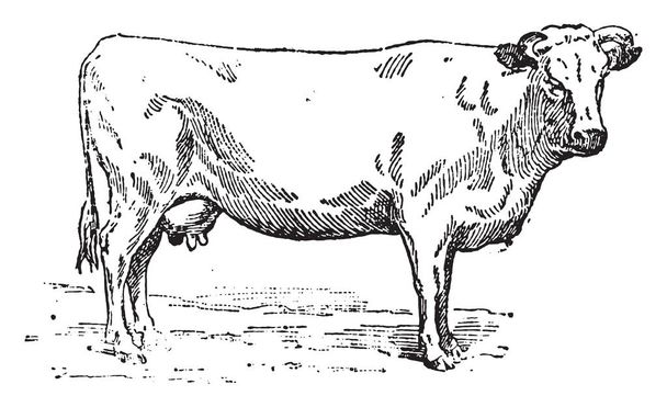 Нормандская корова, винтажная гравированная иллюстрация. Словарь слов и вещей - Larive and Fleury - 1895
 - Вектор,изображение