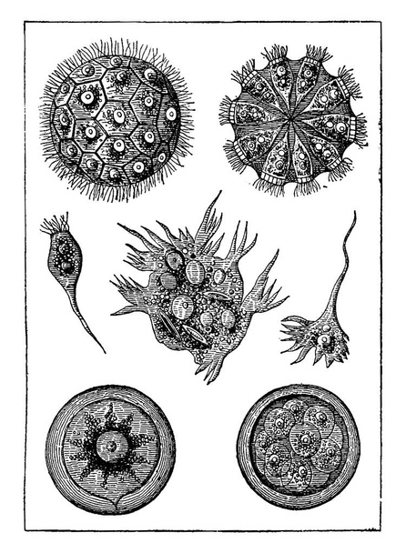 Protists, intermediate beings. The magosphaera planula, vintage engraved illustration. Earth before man  1886.  - Vektor, obrázek