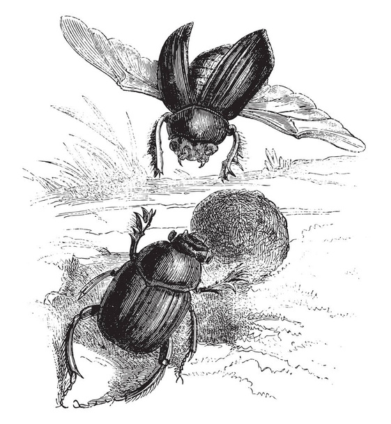 Escarabajo sagrado de los egipcios, ilustración grabada vintage. Magasin Pittoresque 1878 - Vector, imagen