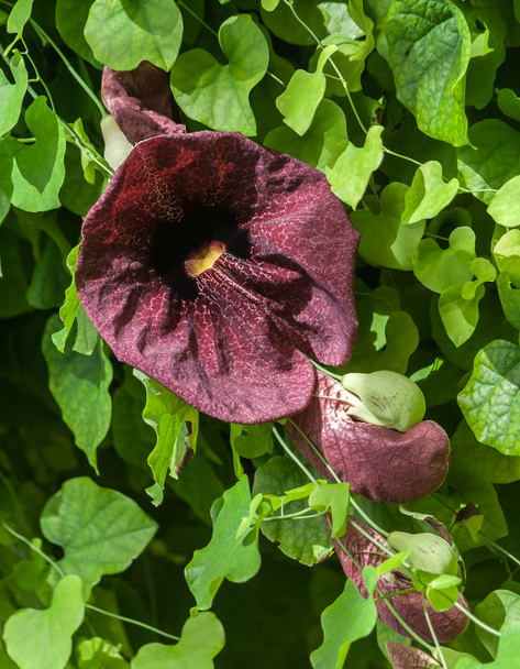 aristolochia macrophylla, shrubby liana in a garden lit by sunlight, one large flower and several small, green leaves - Photo, Image