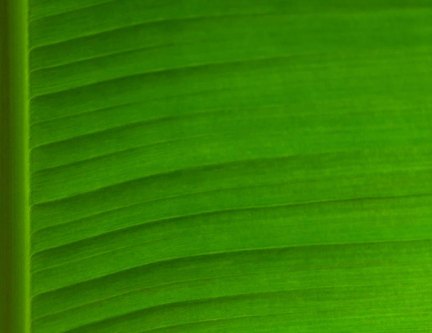 part of a green banana leaf with a visible texture of the plant, a bright saturated color - Foto, immagini