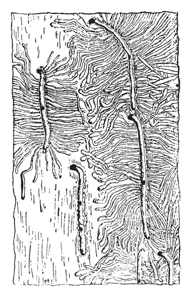 Яичные галереи и галереи Hylesinus larvae piniperda, винтажные гравированные иллюстрации
 - Вектор,изображение