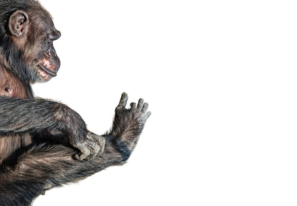 Portrét legrační šimpanz hraje s její nohou na bílém pozadí, extrémní closeup - Fotografie, Obrázek