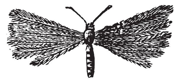 pterophorus pentadactyla, alte gravierte Illustration - Vektor, Bild