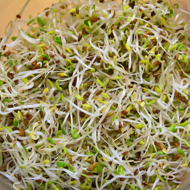 Alfalfa-Sprossen und -Samen, Heilkräuter - Foto, Bild