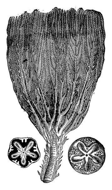 Crinoids from the Jurassic period, vintage engraved illustration. Tierra antes que el hombre 1886
.  - Vector, Imagen