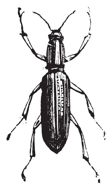 Rövid orrú púp vagy Liophloeus. Liophloeus az egyik neme rövid orrú bogarak vagy alcsalád Entiminae (álló 55 különböző törzsek). A hazai élet, vintage, gravírozás, 1880-ban - Vektor, kép