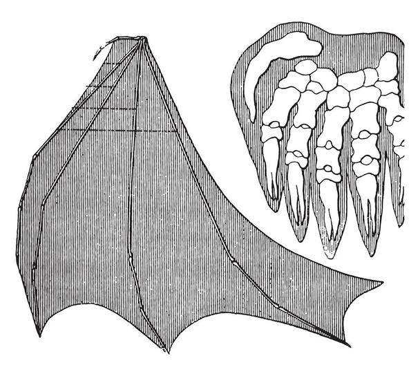 Органічній єдності і спорідненості істот, Bat, vintage вигравірувані ілюстрації. Землі, перш ніж людина 1886   - Вектор, зображення