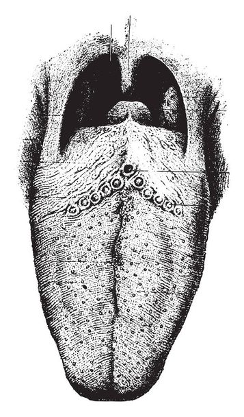 La lengua que muestra papilla, ilustración grabada vintage
 - Vector, imagen