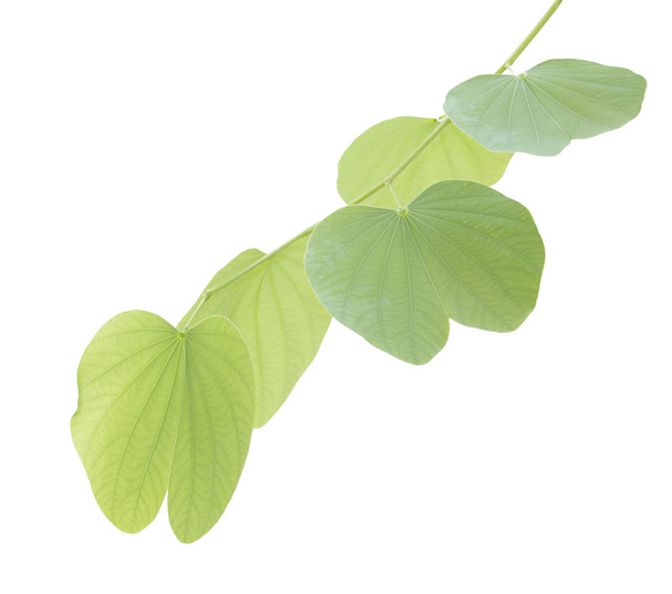 Yeşil bauhinia yaprak doku veya arka plan - Fotoğraf, Görsel