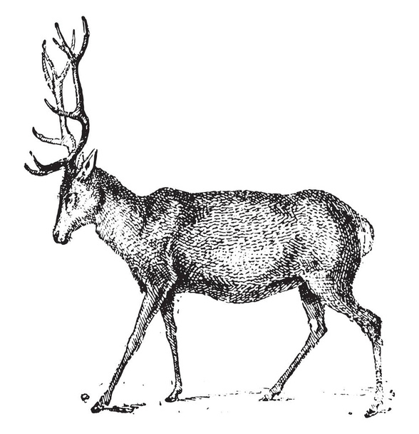 Deer, vintage engraved illustration. Dictionary of words and things - Larive and Fleury - 1895 - Vector, Image