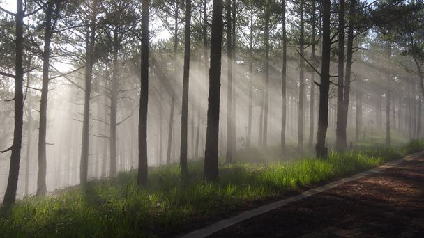 Background pine forest with fog and sun rays at the dawn, sunrise - Photo, Image