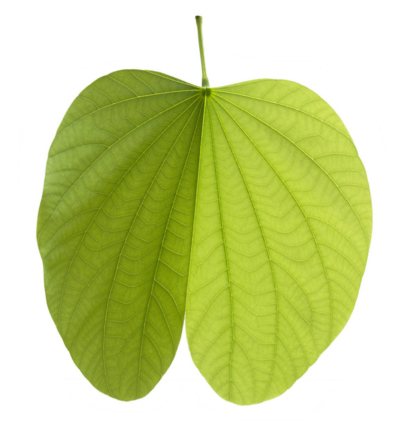 Green bauhinia leaf isolated on white background - Photo, Image
