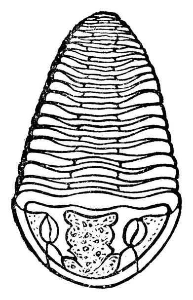 Trilobite, illustration gravée vintage. La Terre avant l'homme 1886
.   - Vecteur, image