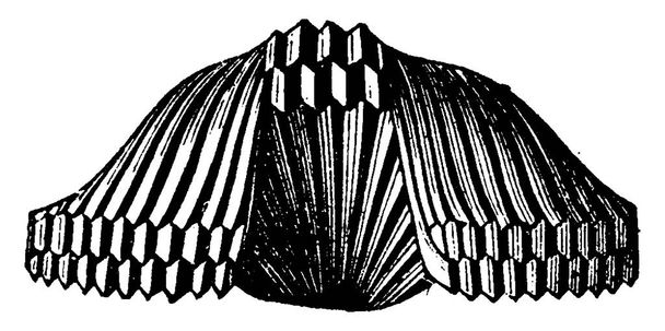 Rhynchonella vespertilio, винтажная гравированная иллюстрация. Земля перед человеком 1886
.  - Вектор,изображение