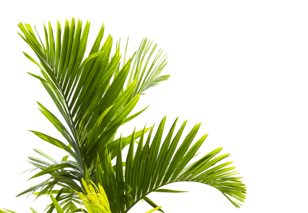 groen palmblad geïsoleerd op witte achtergrond - Foto, afbeelding