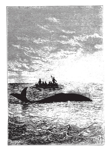 The whale stood one cable, vintage engraved illustration - Vector, Image